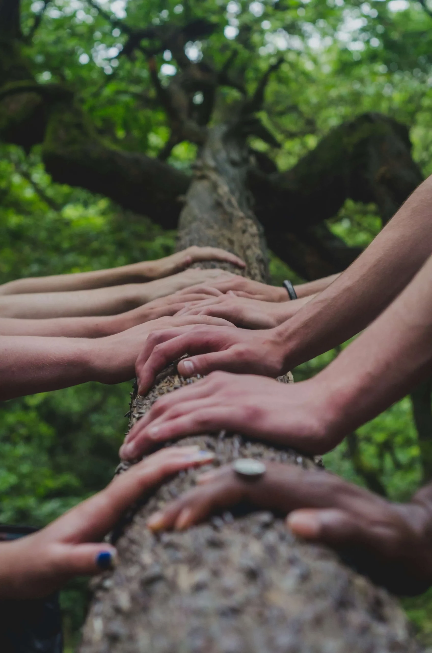 Minis séjours prodigués par Sophia BOURDEKAS - Plusieurs mains de couleurs de peau différentes posées sur le tronc d’un arbre dans une forêt verdoyante, symbolisant la connexion humaine, l’unité et le lien avec la nature.